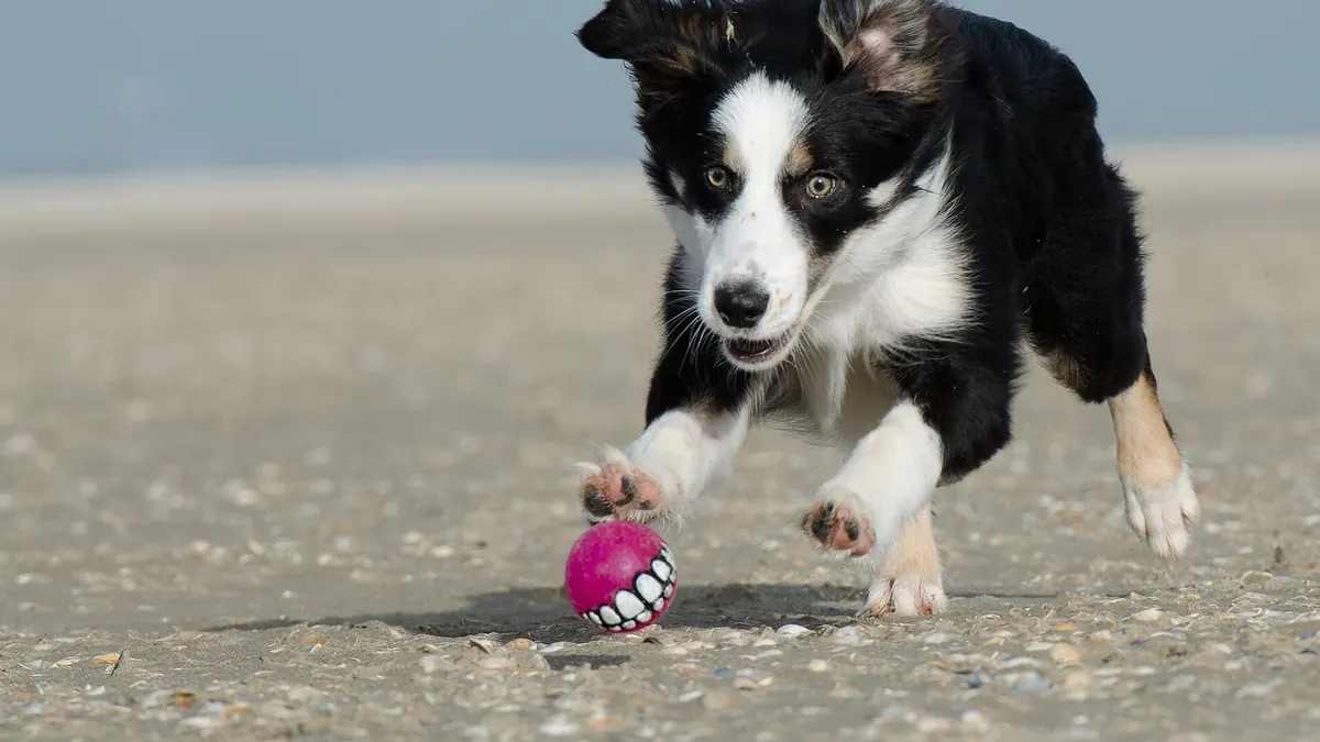 Un jeune border collie noir et blanc court sur le sable derrière une balle rose
