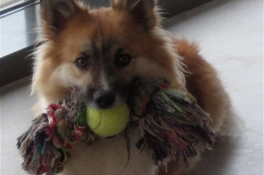Un chien au poil fauve et duveteux, couché, tient une balle de tennis et une corde dans sa gueule