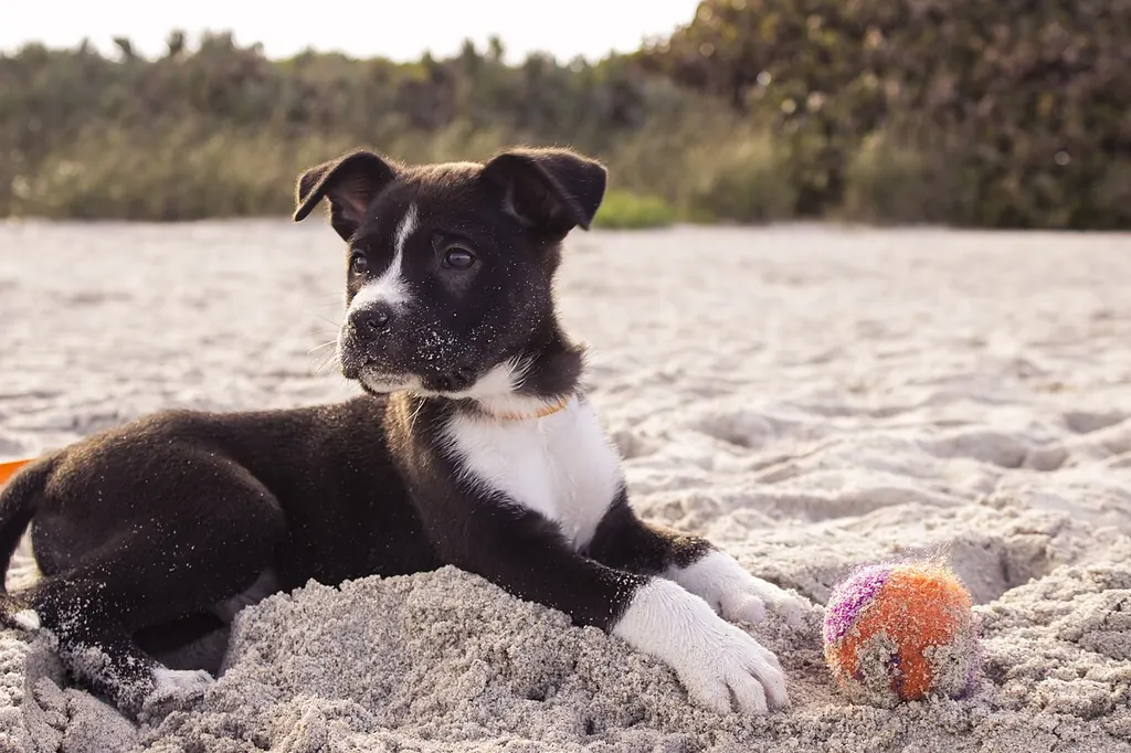 Un chiot noir et blanc se repose, couché dans le sable à côté de sa balle