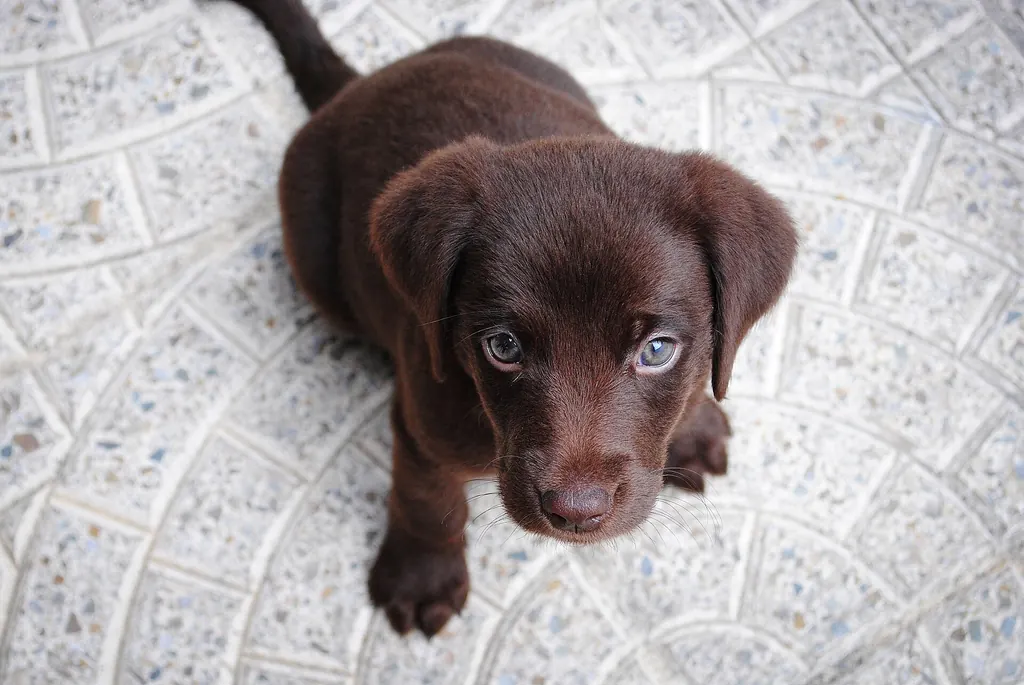 Un chiot brun assis sur un sol carrelé lève les yeux, attentif, vers la personne en face de lui