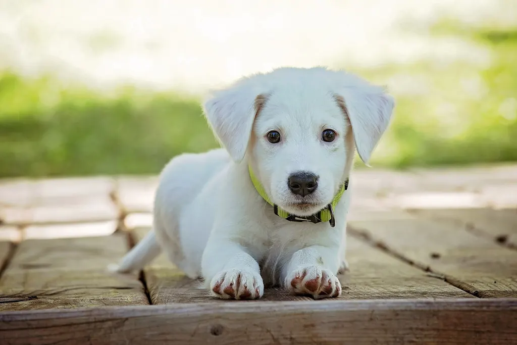 Un chiot blanc couché sur une terrasse en bois, les pattes avant allongées devant lui